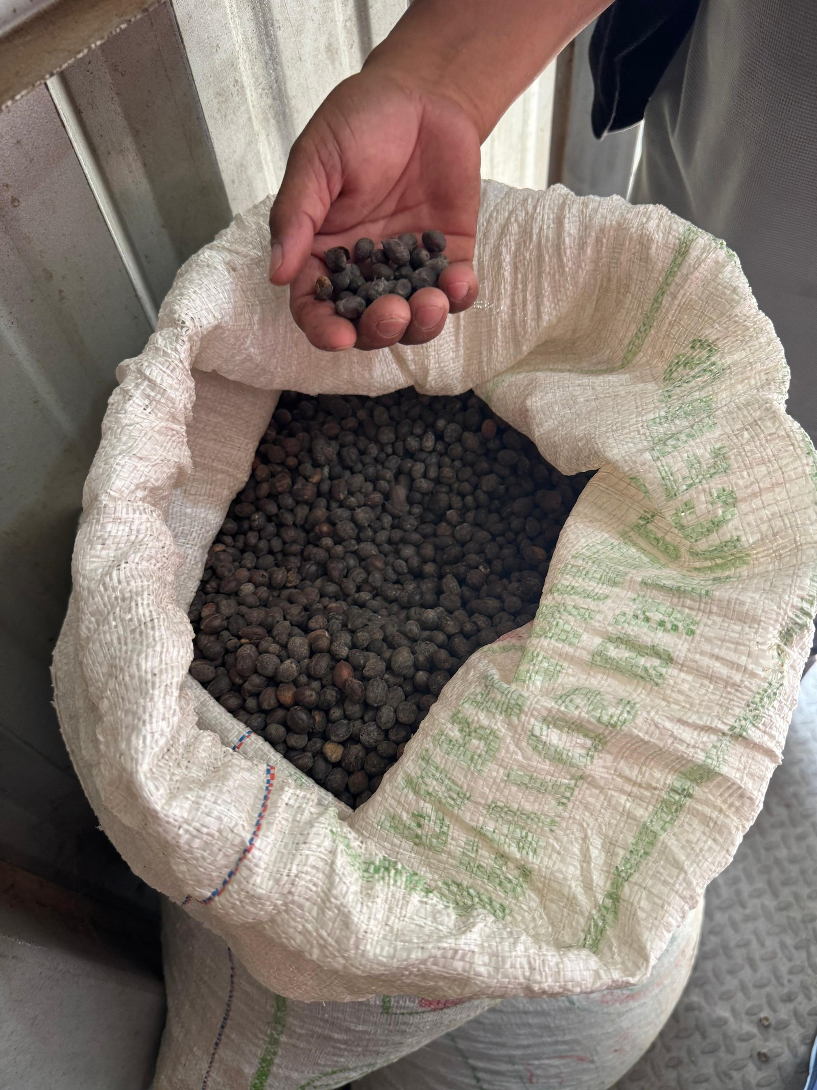 Café robusta seco seleccionado en la planta