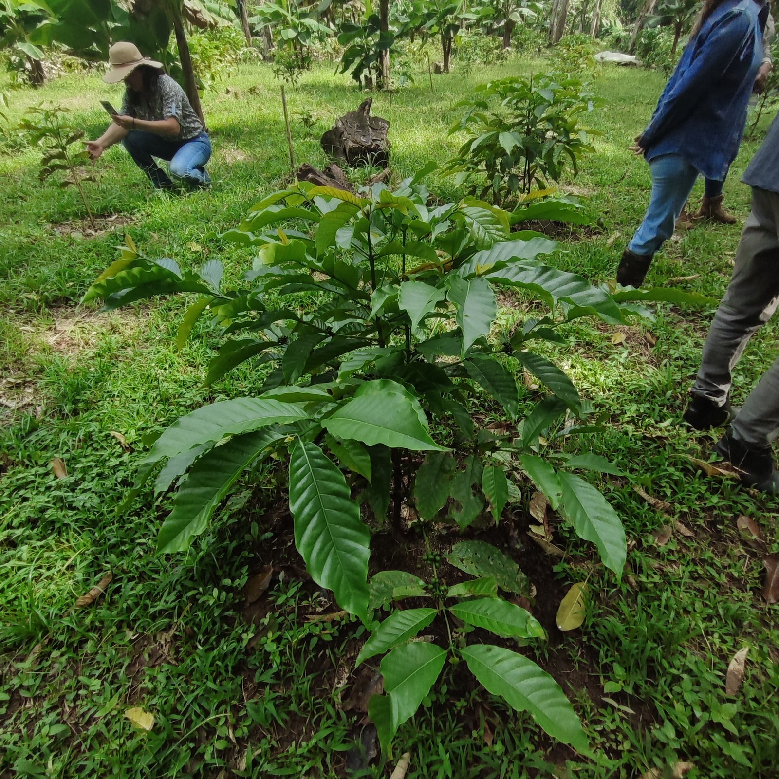 Inspección técnica de una planta de café en la finca