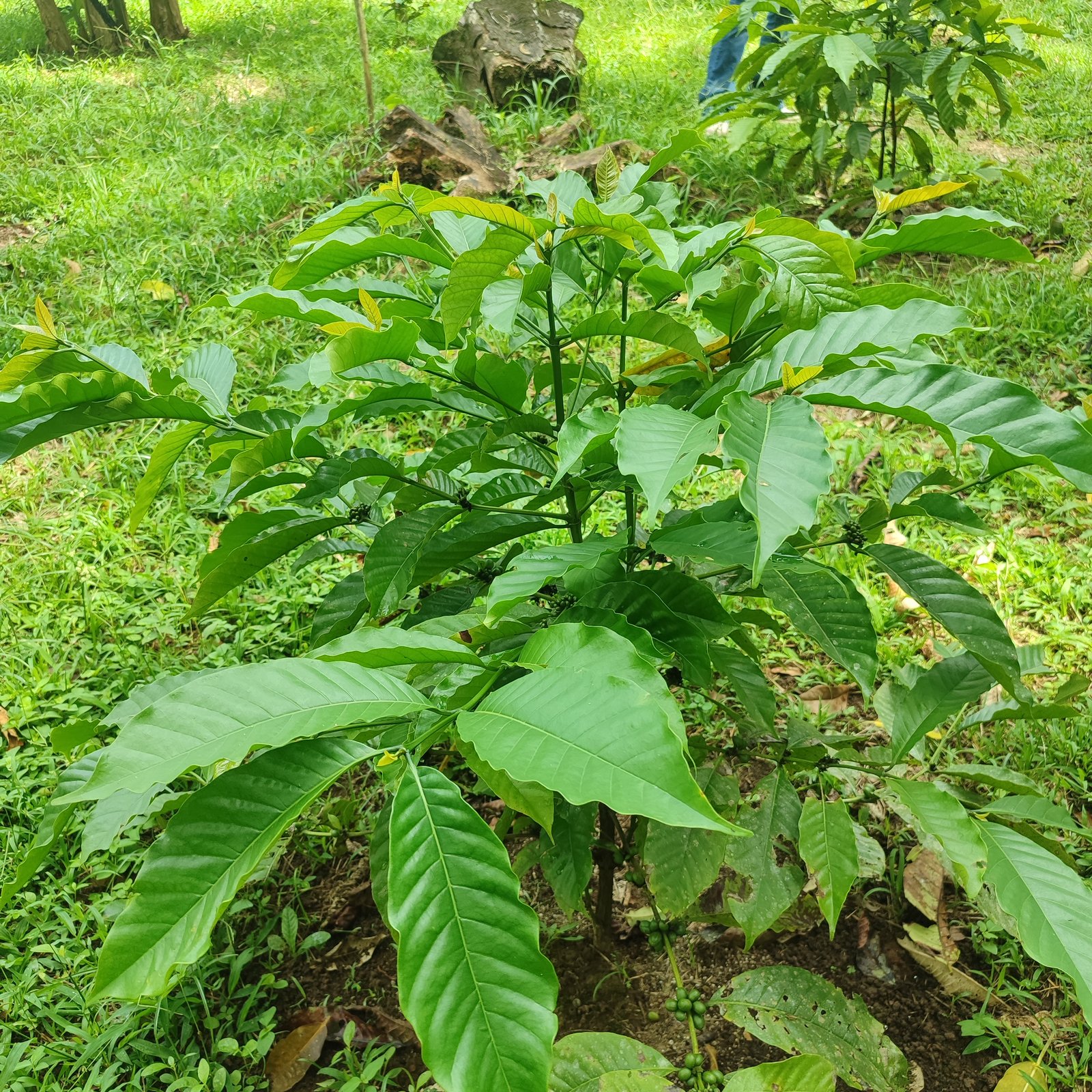 Planta joven de café robusta en la finca